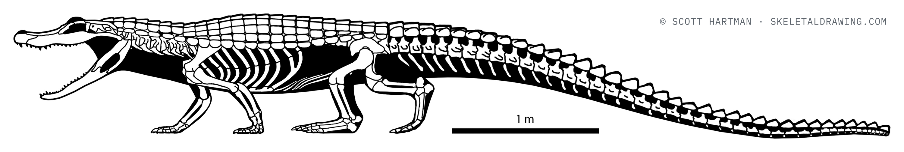 Melanosuchus niger skeletal reconstruction, left lateral view, length ~6 m.