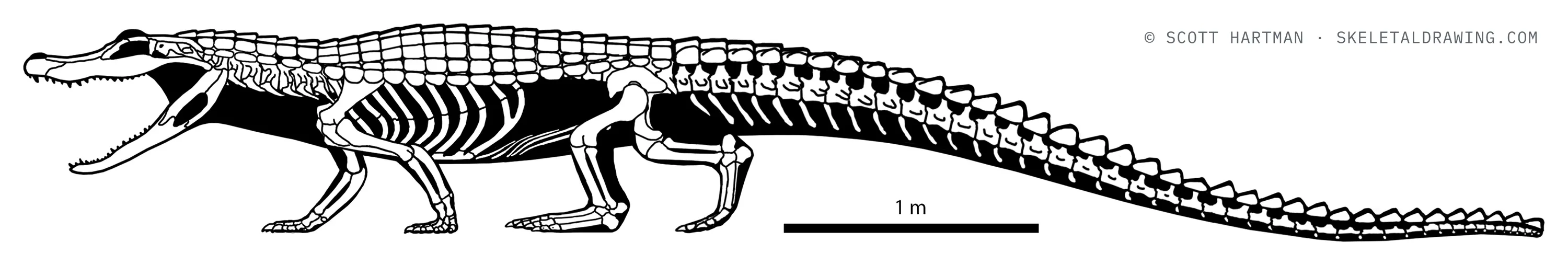 Melanosuchus niger skeletal reconstruction, left lateral view, length ~6 m.