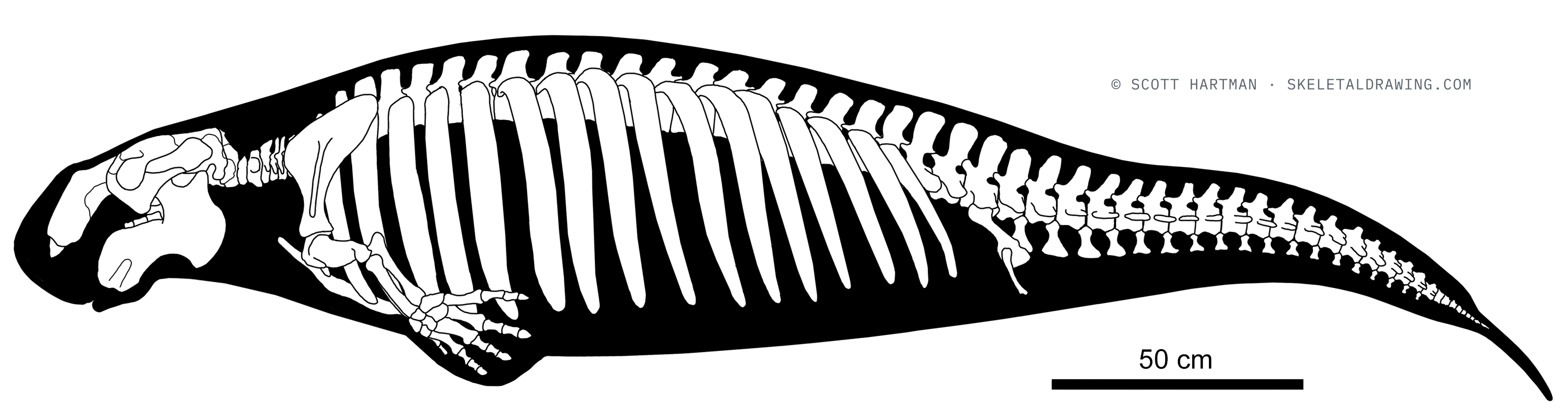 Metaxytherium floridanum skeletal reconstruction, left lateral view, reconstructed length ~3.2 m.