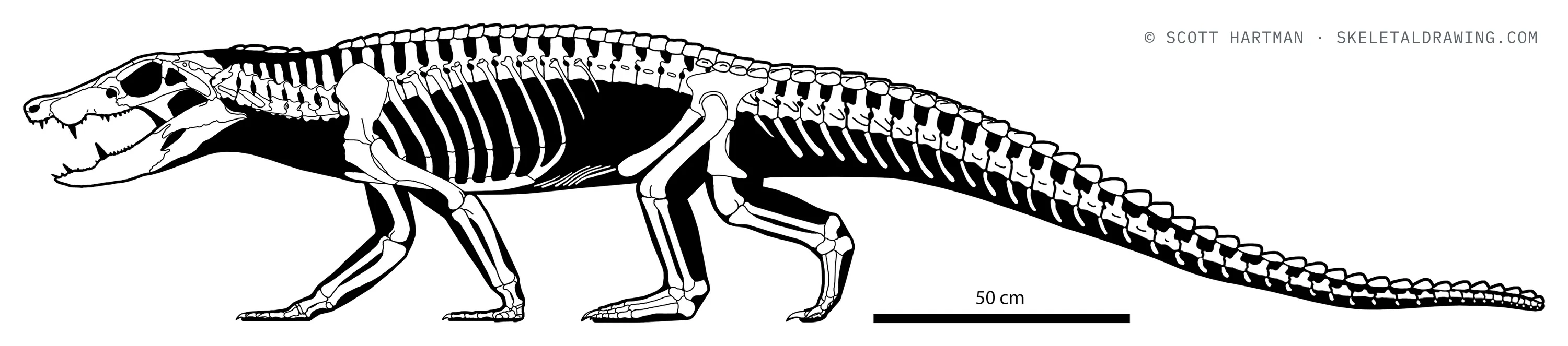 Miadanasuchus oblita skeletal reconstruction, left lateral view, length ~3 m.