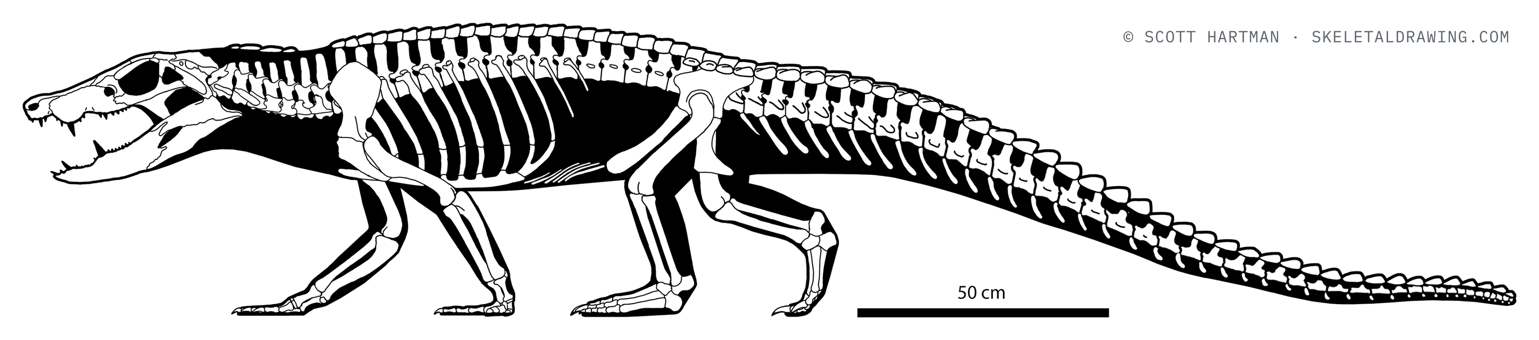 Miadanasuchus oblita skeletal reconstruction, left lateral view, length ~3 m.