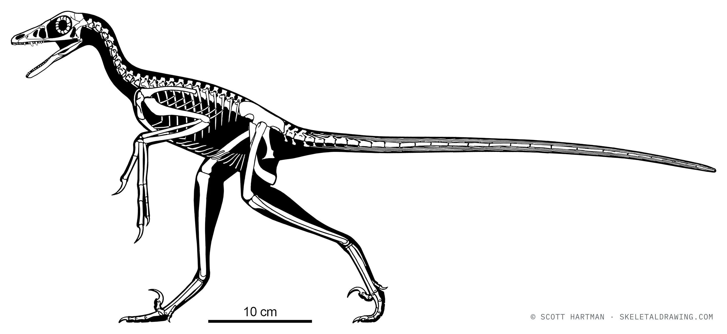 Microraptor gui skeletal reconstruction, left lateral view, reconstructed length ~0.68 m.