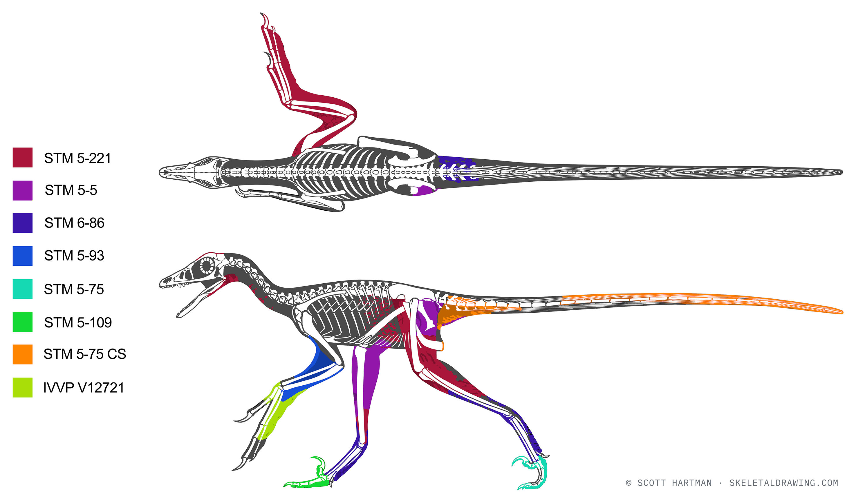 Microraptor gui — Soft-tissue reconstruction based on the preserved integument, by specimen.
