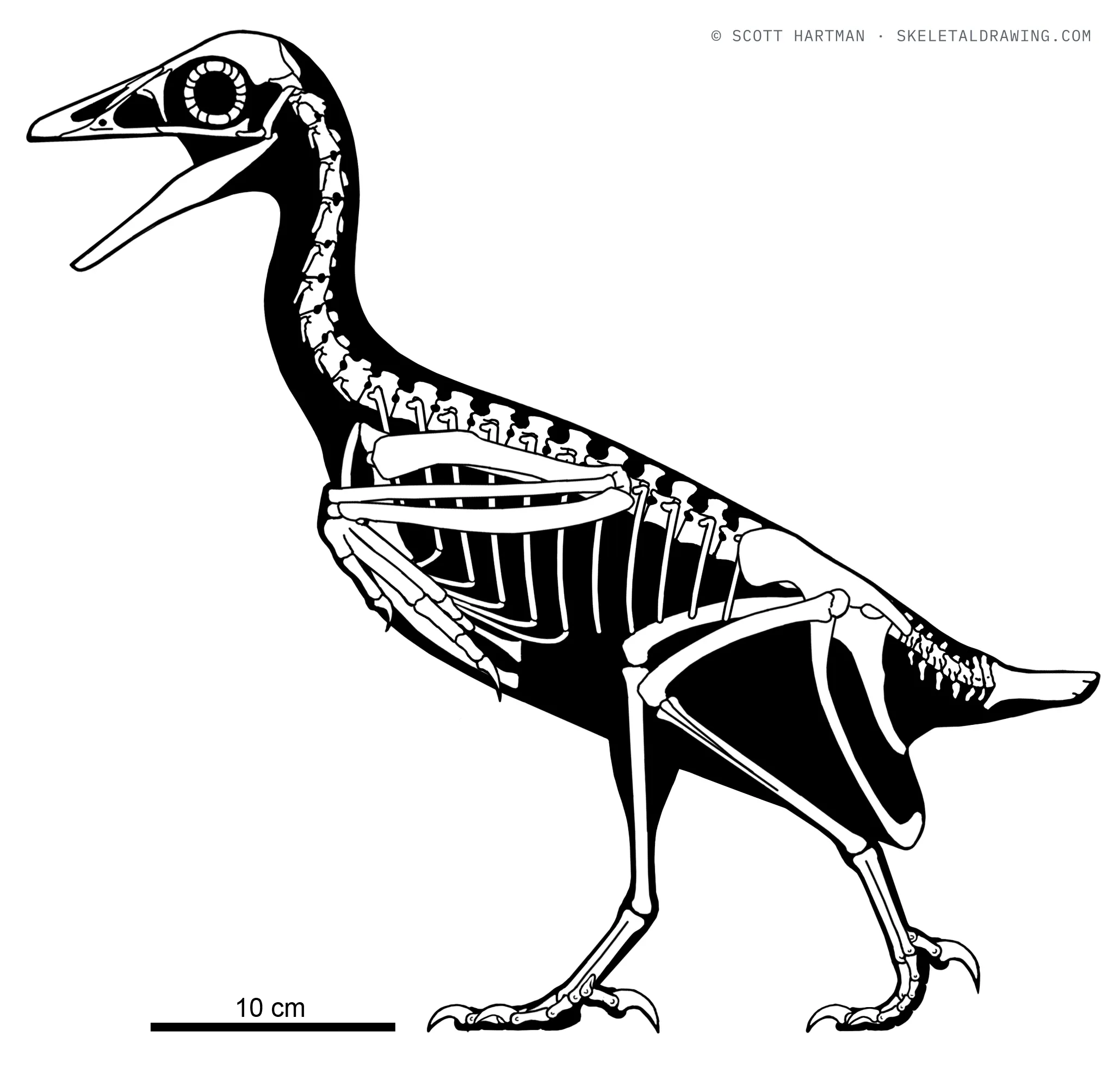 Mirarce eatoni skeletal reconstruction, left lateral view, reconstructed length ~0.49 m.