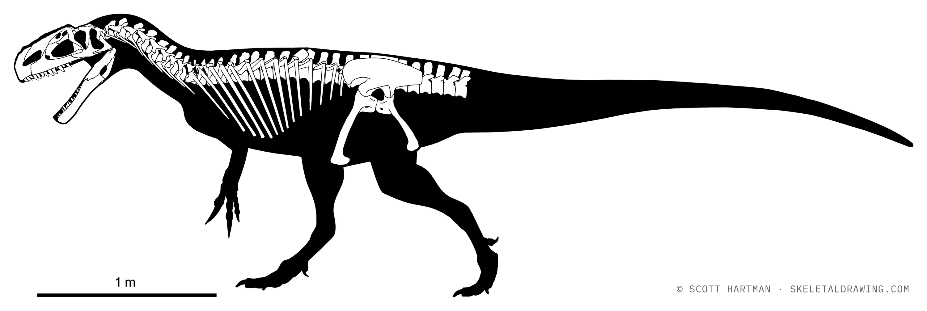 Known skeletal material of Monolophosaurus jiangi: preserved elements shown in white against a black body silhouette.