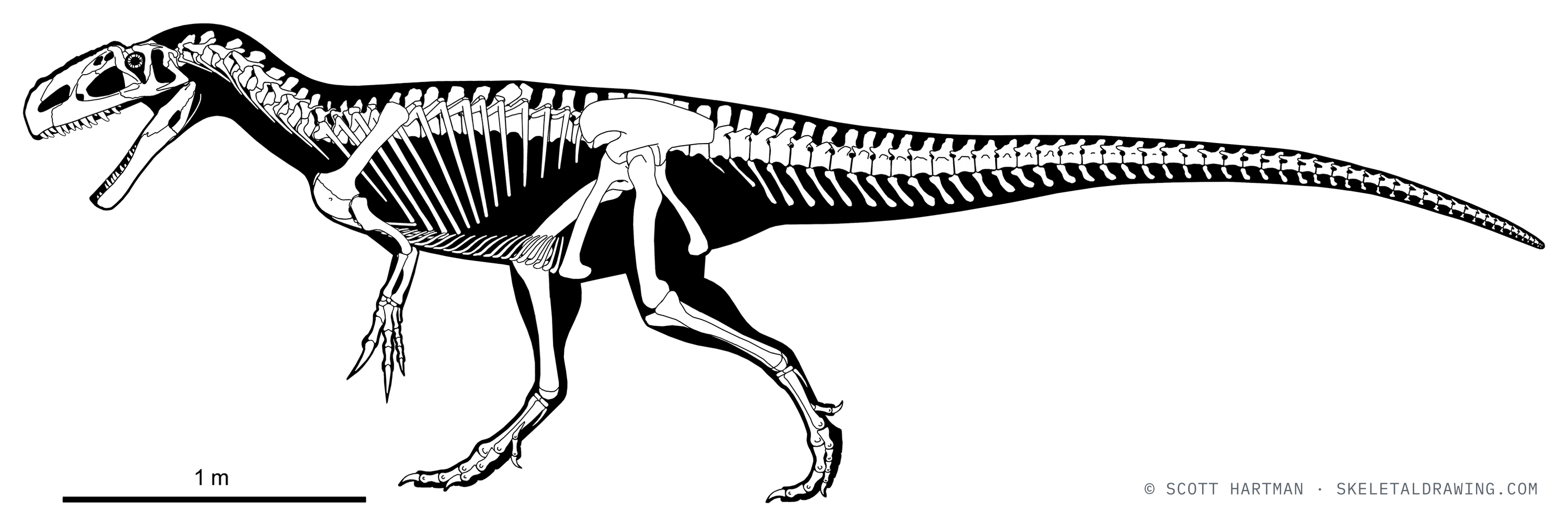Monolophosaurus jiangi skeletal reconstruction, left lateral view, reconstructed length ~5 m.
