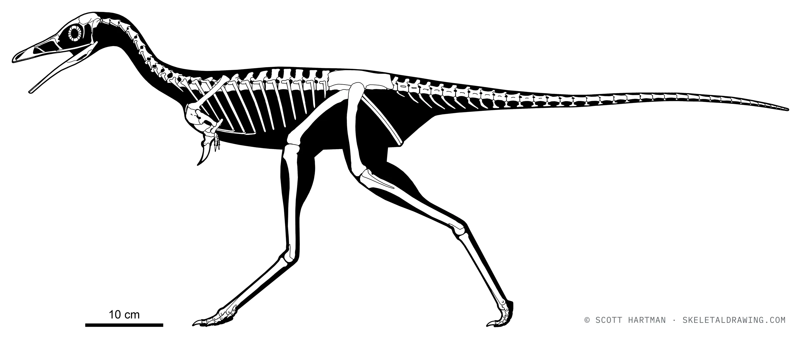 Mononykus olecranus skeletal reconstruction, left lateral view, reconstructed length ~1 m.