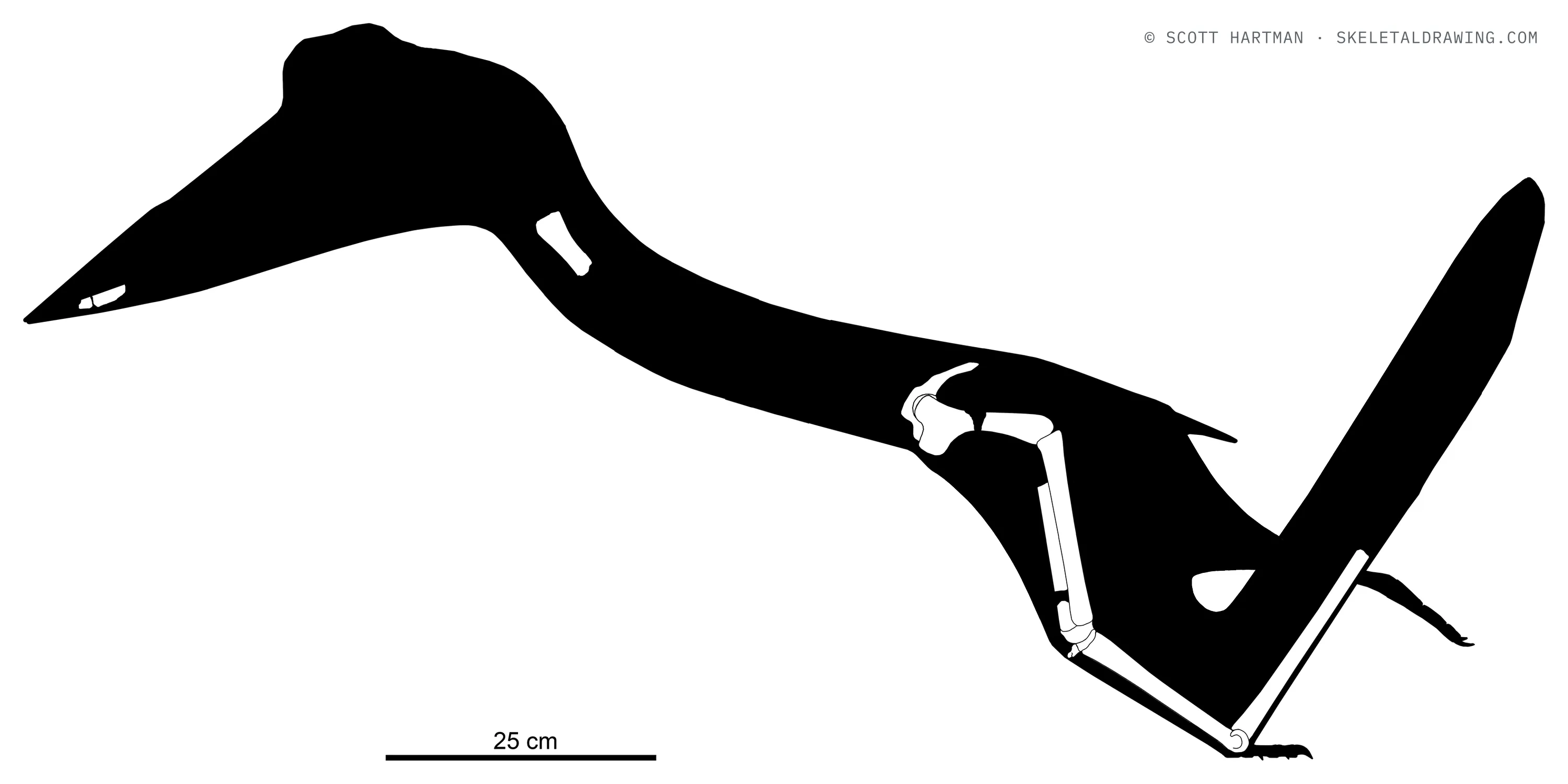 Montanazhdarcho minor — known skeletal material (MOR 691), left lateral view; preserved elements in white against a black body silhouette.