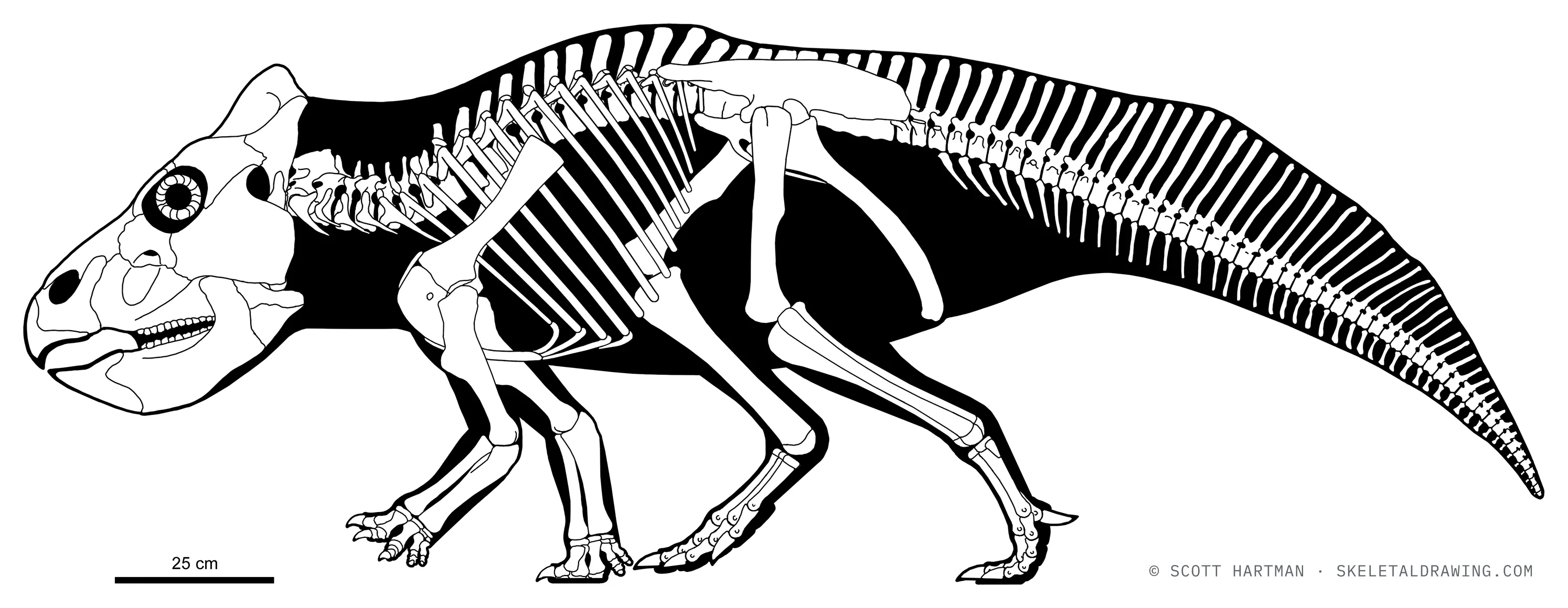 Montanoceratops cerorhynchus skeletal reconstruction, left lateral view, reconstructed length ~2.4 m.