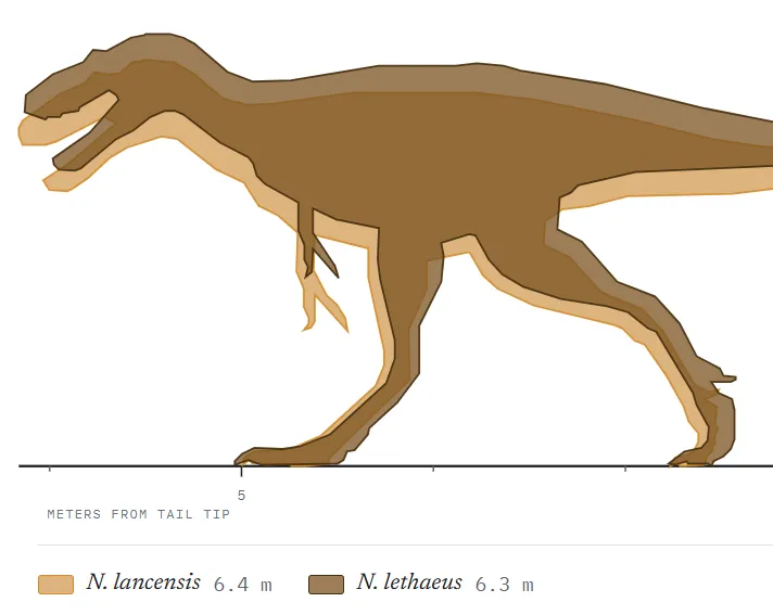 Size comparison of the two proposed species of Nanotyrannus