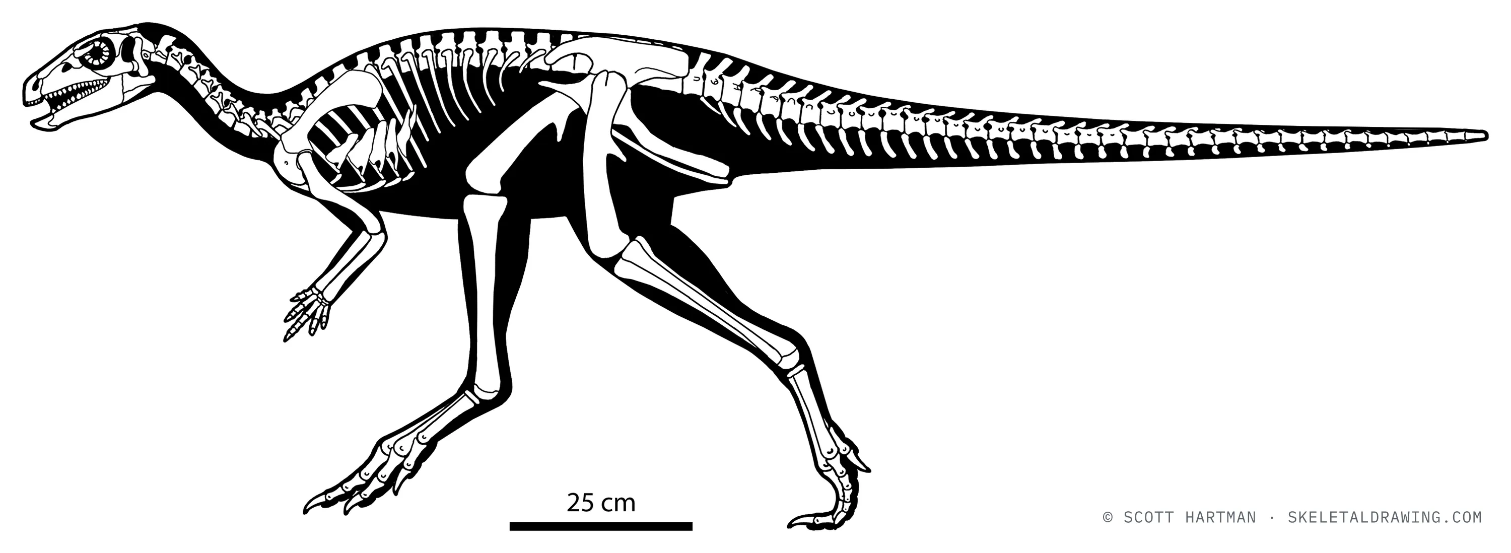 Nanosaurus agilis skeletal reconstruction, left lateral view, reconstructed length ~2 m.