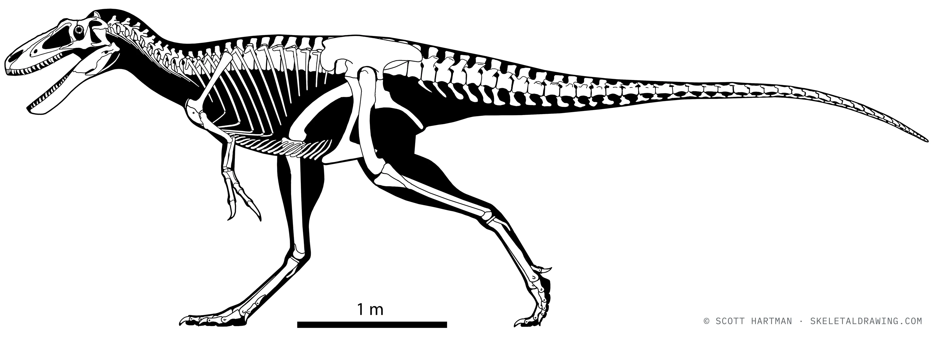 Skeletal reconstruction of Nanotyrannus lancensis, with scale bar and copyright mark