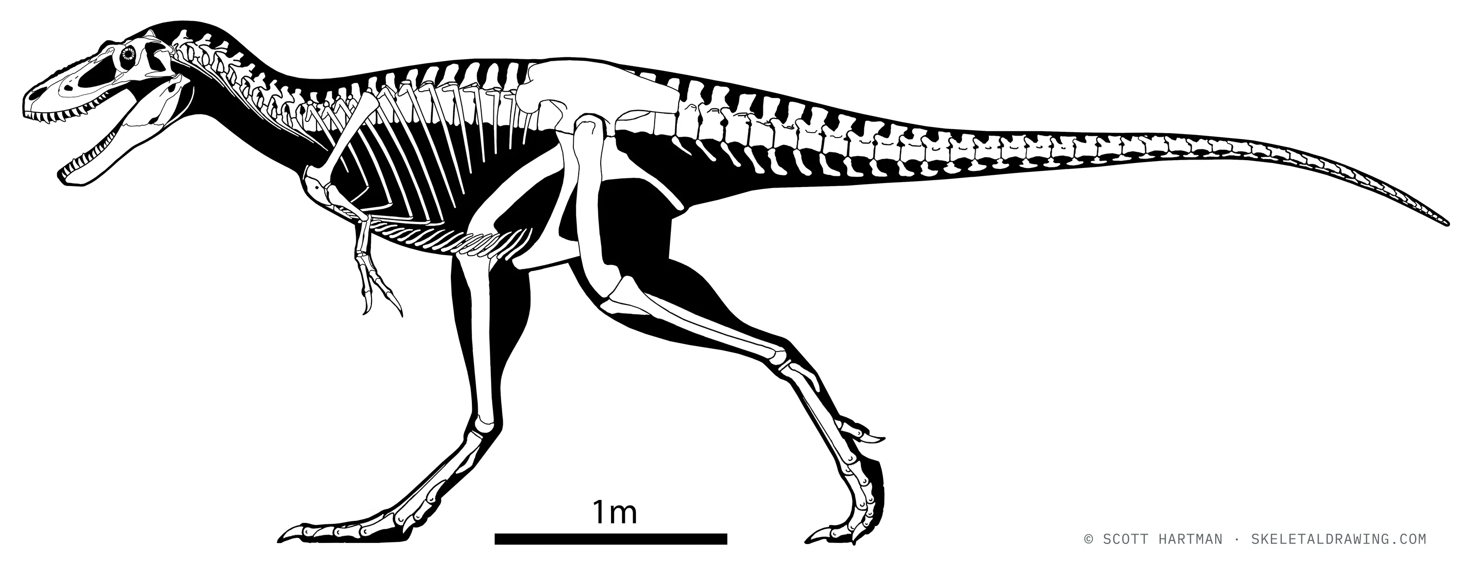 Nanotyrannus lethaeus skeletal reconstruction, left lateral view, reconstructed length ~6.2 m.