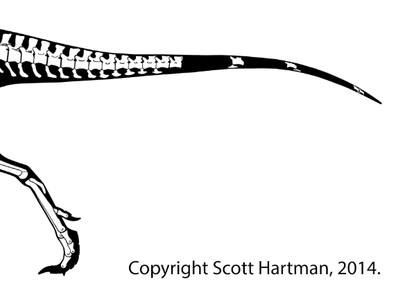The back half of a rigorous skeletal drawing of Nanotyrannus, with a clear copyright date of 2014