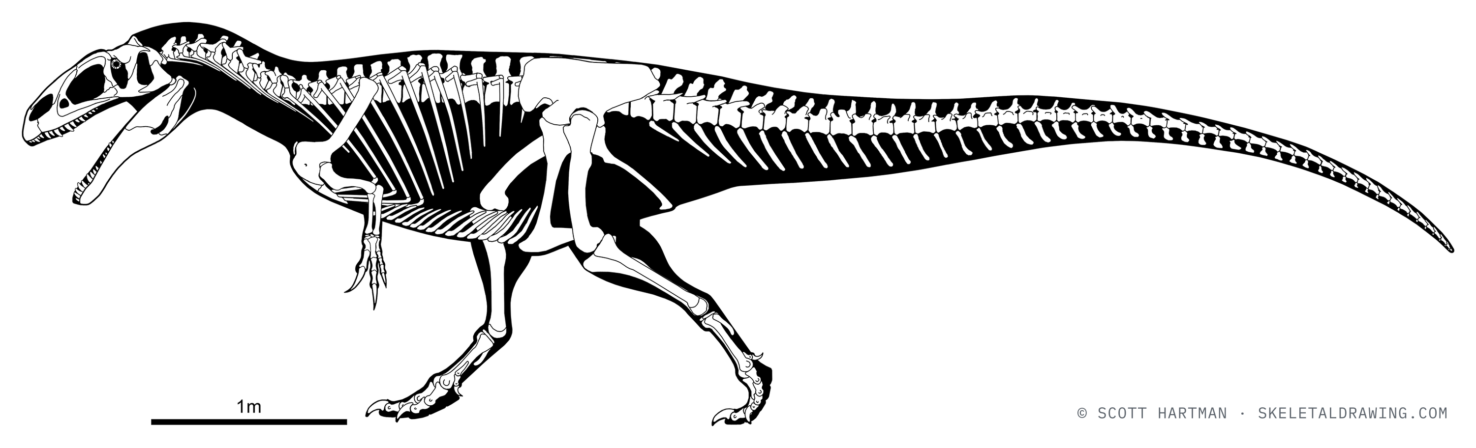 Neovenator salerii skeletal reconstruction, left lateral view, reconstructed length ~7.5 m.