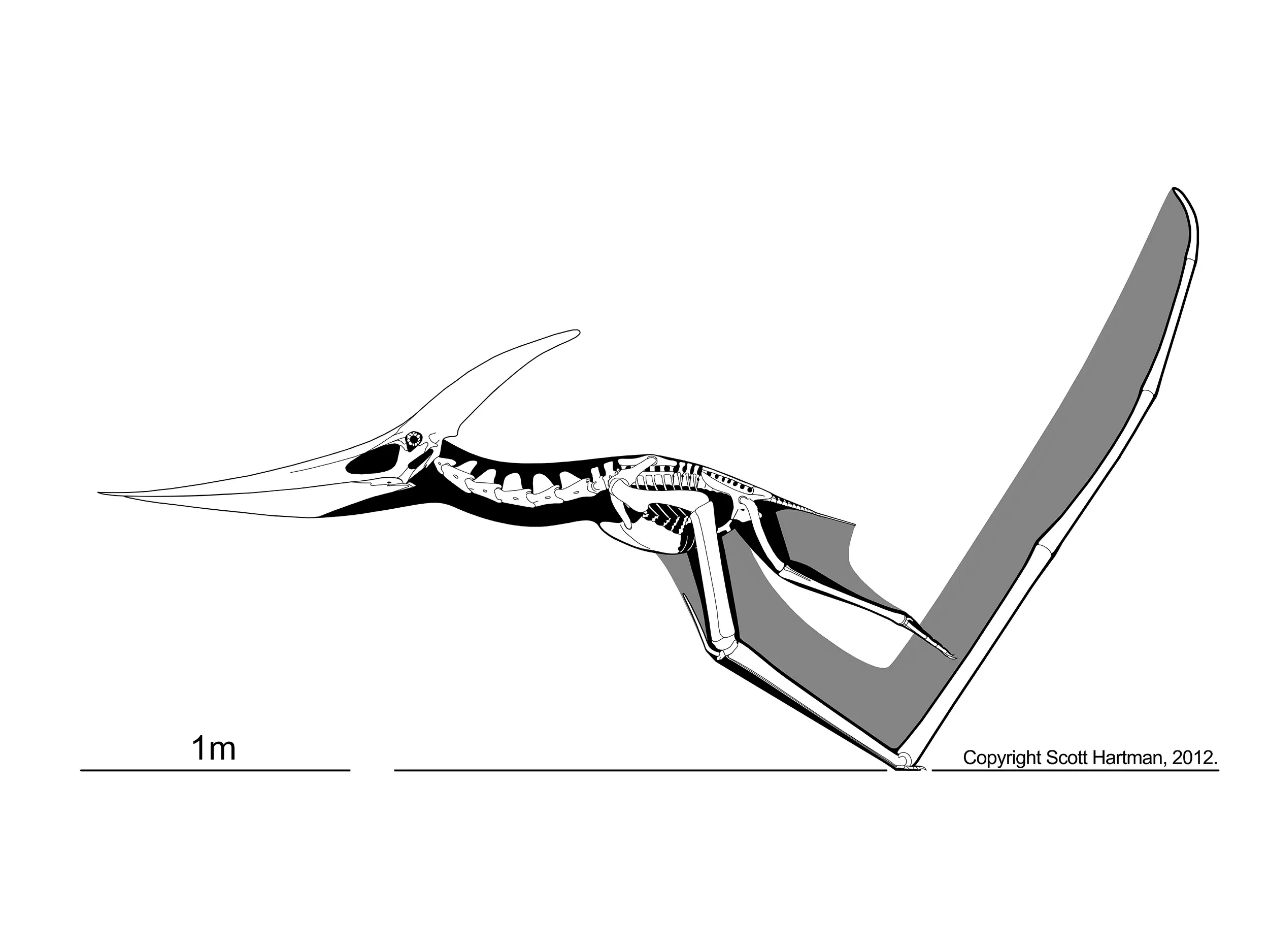 Skeletal reconstruction of the crested pterosaur Pteranodon in flight, wings spread, in lateral view with a 1m scale bar