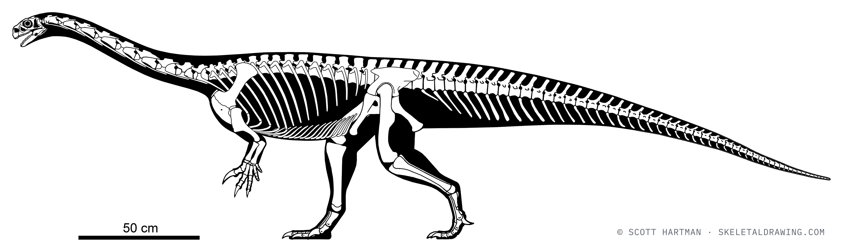 Ngwevu intloko skeletal reconstruction, left lateral view, reconstructed length ~3.4 m.