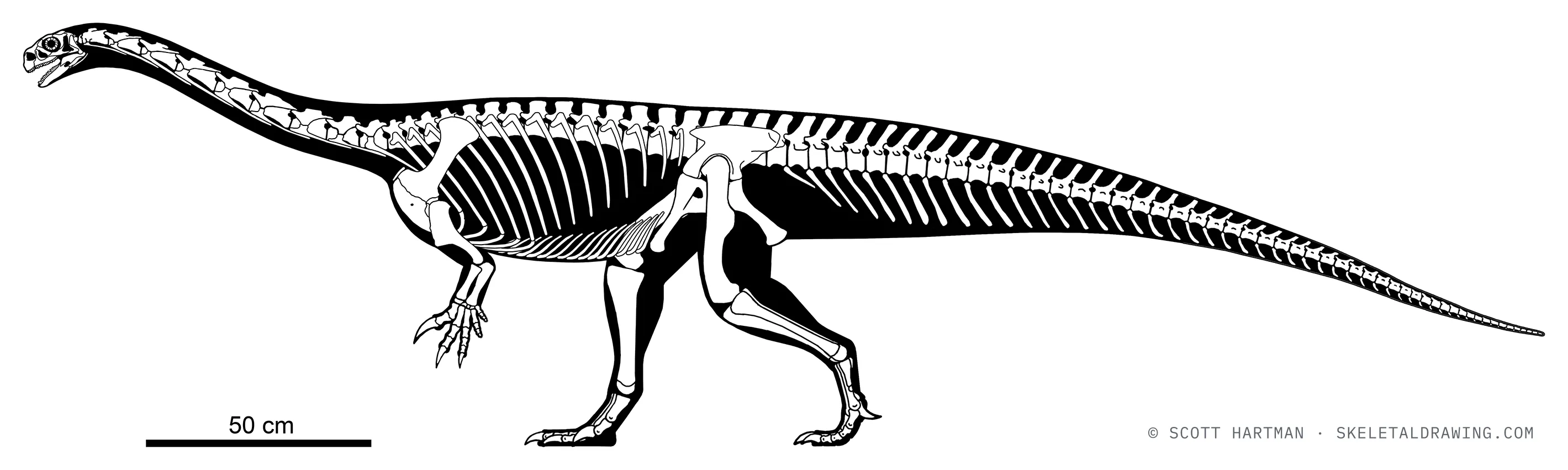 Ngwevu intloko skeletal reconstruction, left lateral view, reconstructed length ~3.4 m.