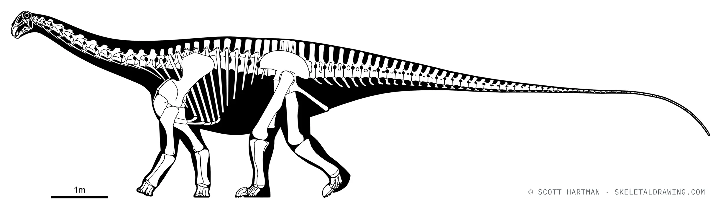 Nigersaurus taqueti skeletal reconstruction, left lateral view, reconstructed length ~13 m.