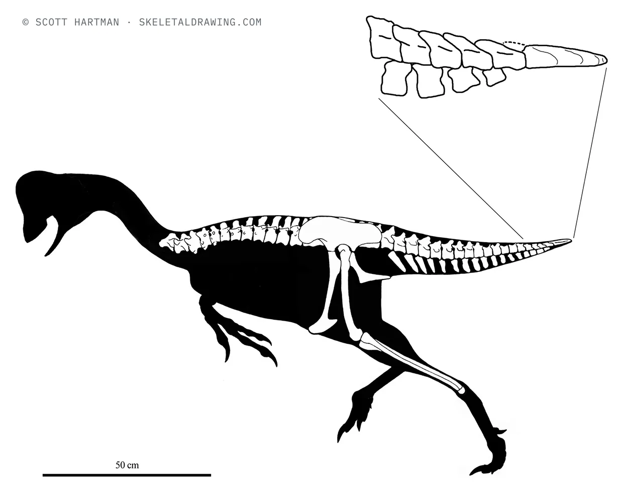 Known skeletal material of Nomingia gobiensis, estimated length ~1.7 m: preserved elements shown in white against a black body silhouette.