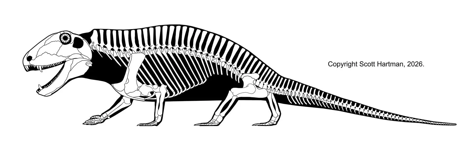 Skeletal reconstruction of Sphenacodon in left lateral view, jaws open — a long-bodied early synapsid predator whose neural spines are tall but stop well short of a Dimetrodon-style sail