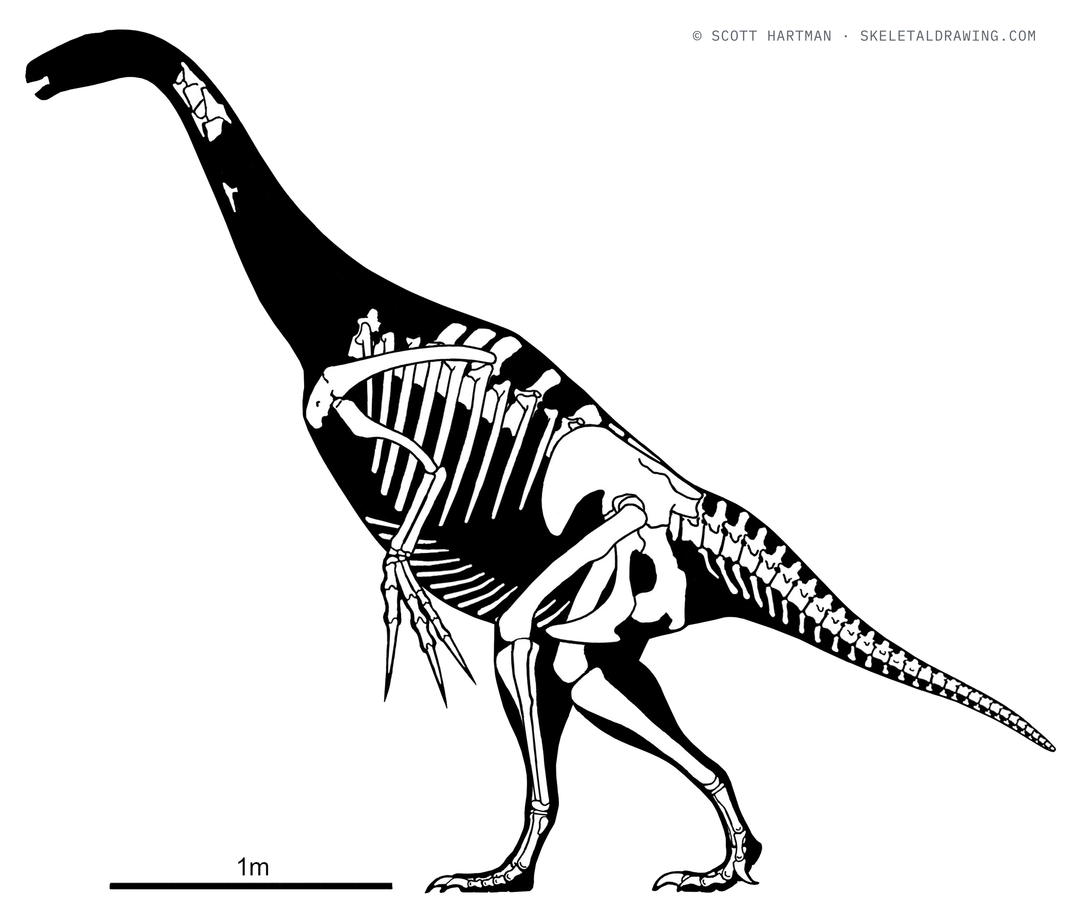 Known skeletal material of Nothronychus graffami: preserved elements shown in white against a black body silhouette.