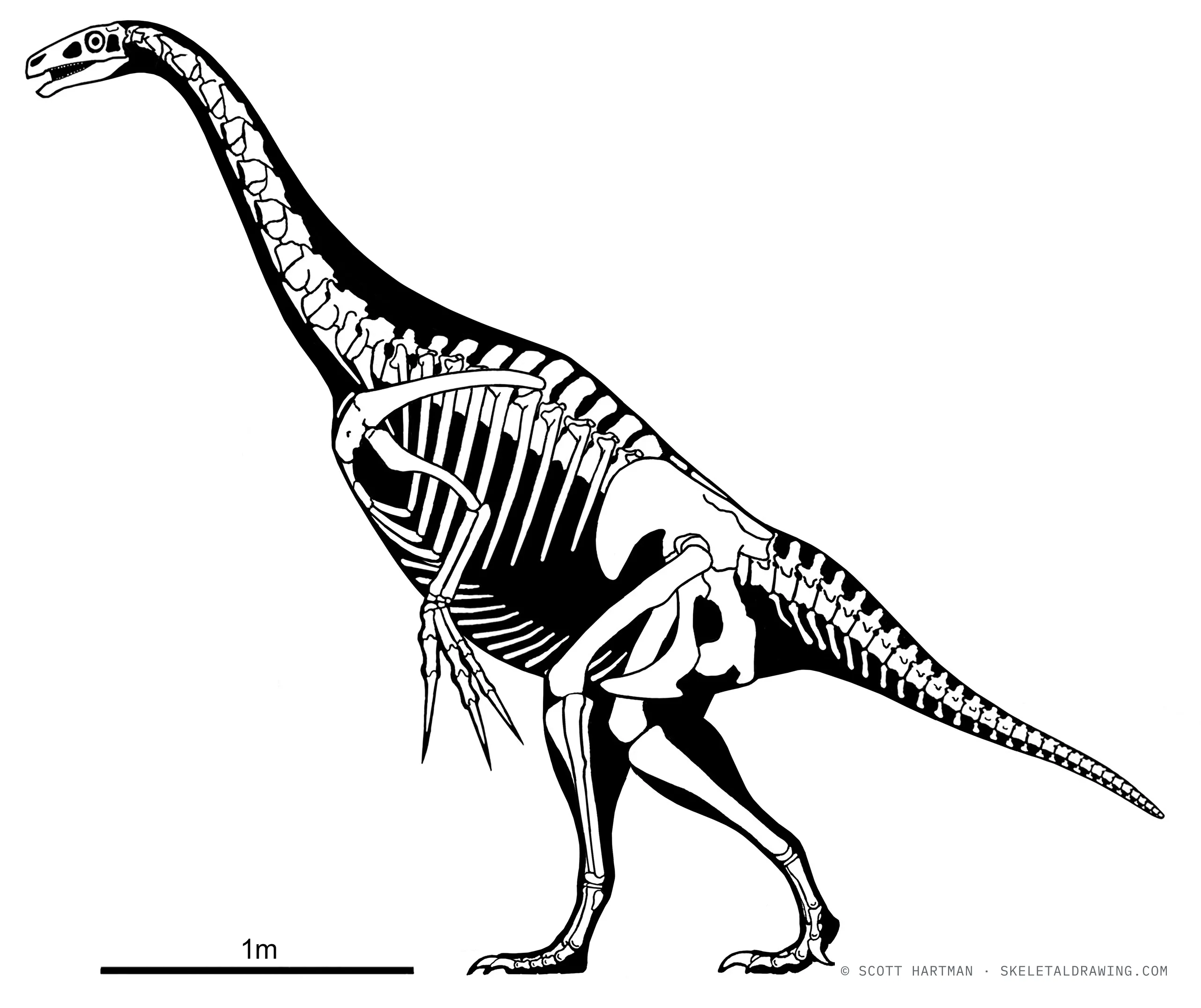 Nothronychus graffami skeletal reconstruction, left lateral view, reconstructed length ~4.4 m.