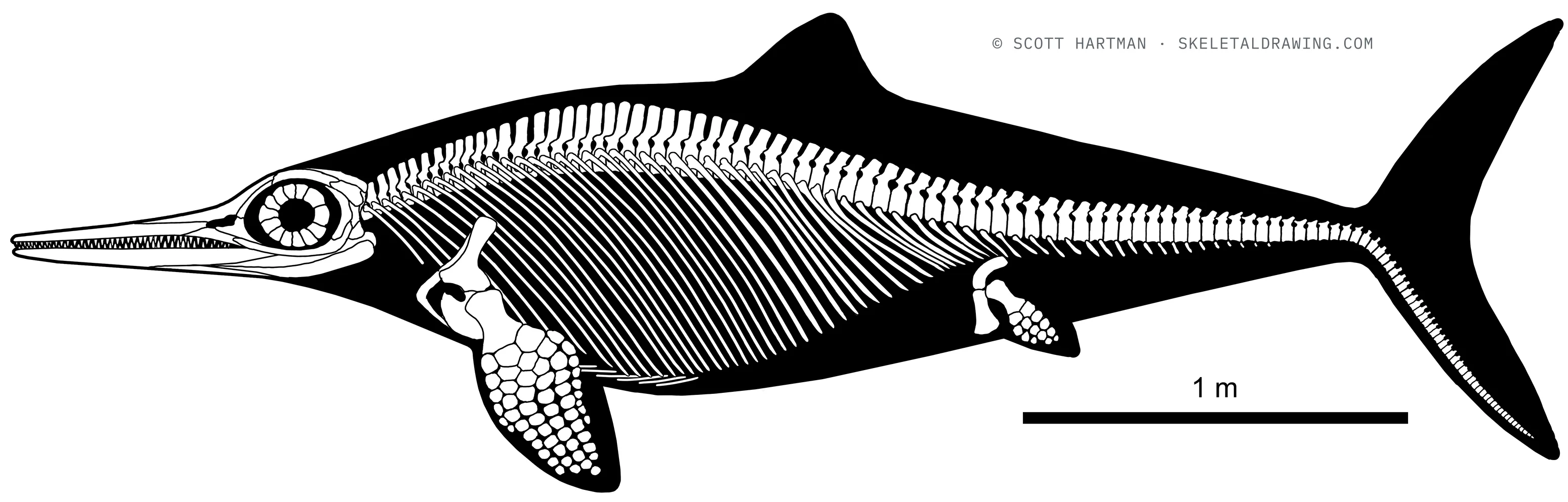 Ophthalmosaurus icenicus skeletal reconstruction, left lateral view, length ~4.1 m.