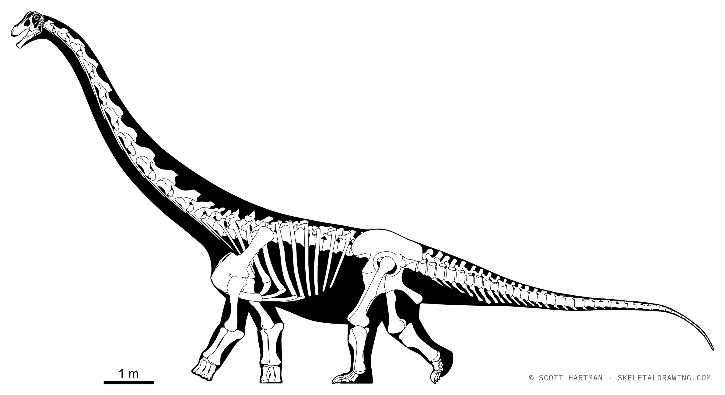 Opisthocoelicaudia skarzynskii skeletal reconstruction, left lateral view, reconstructed length ~16 m.