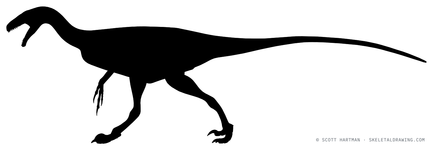 Ornitholestes hermanni — skeletal reconstruction under revision (placeholder silhouette).