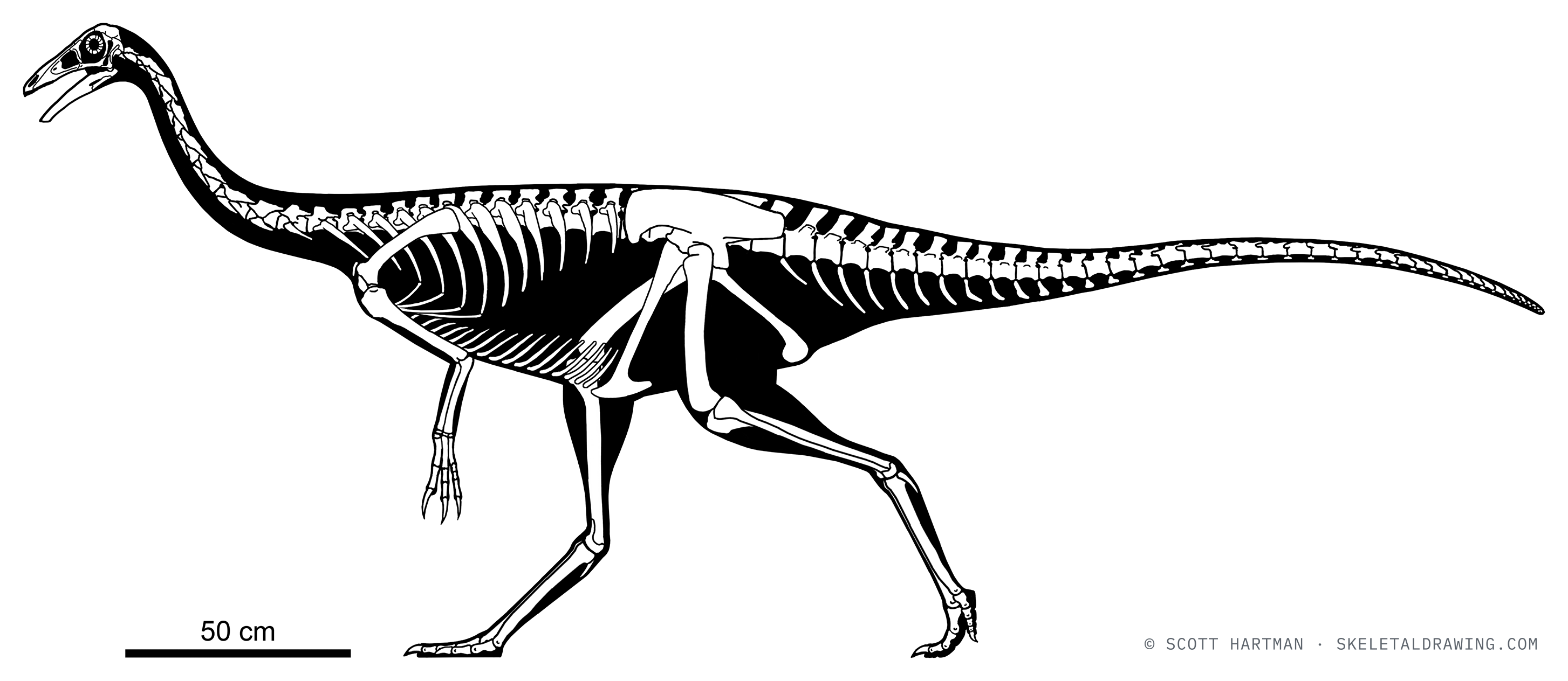 Ornithomimus edmontonicus skeletal reconstruction, left lateral view, reconstructed length ~3.4 m.