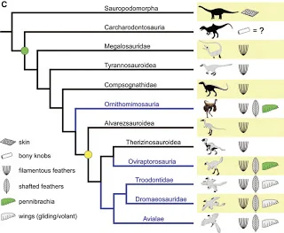Cladogram of coelurosaur theropods mapping feather types onto the family tree, with Ornithomimosauria highlighted