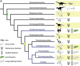 Cladogram of coelurosaur theropods mapping feather types onto the family tree, with Ornithomimosauria highlighted
