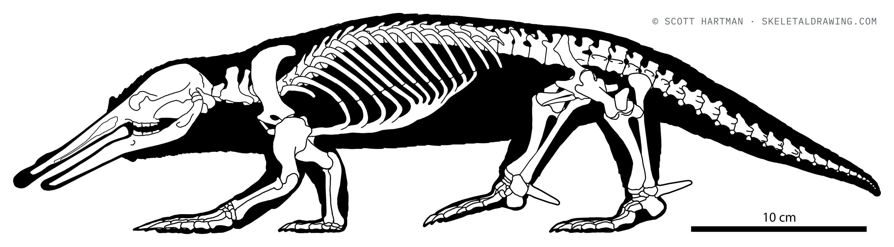 Ornithorhynchus anatinus skeletal reconstruction, left lateral view, length 51 cm.
