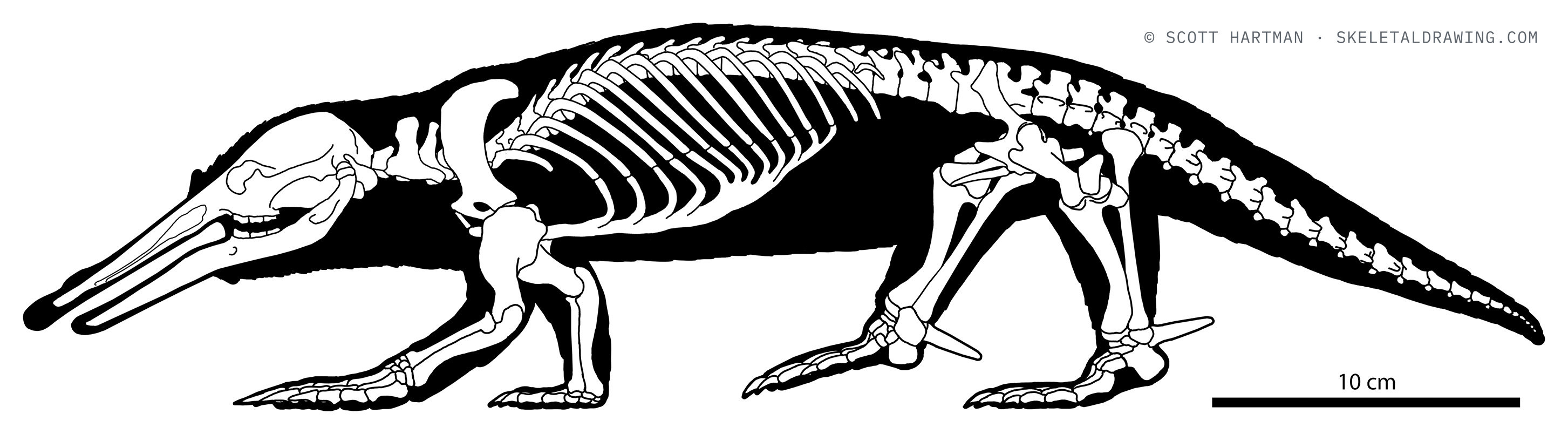 Ornithorhynchus anatinus skeletal reconstruction, left lateral view, length 51 cm.