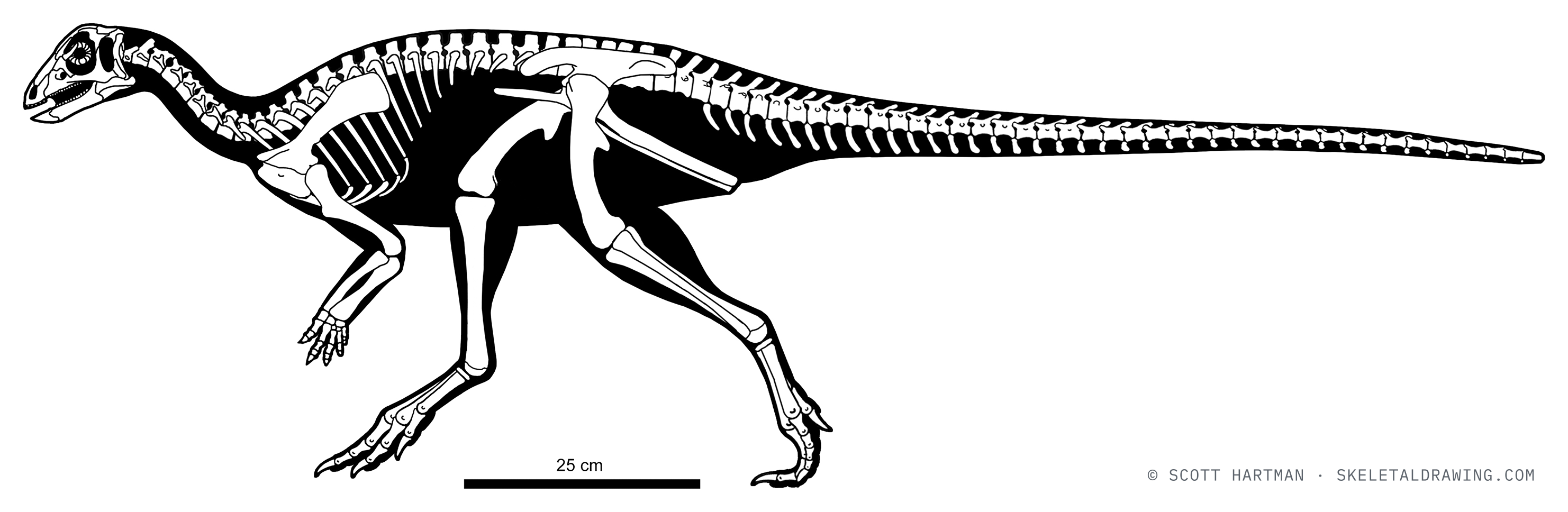 Orodromeus makelai skeletal reconstruction, left lateral view, reconstructed length ~1.6 m.