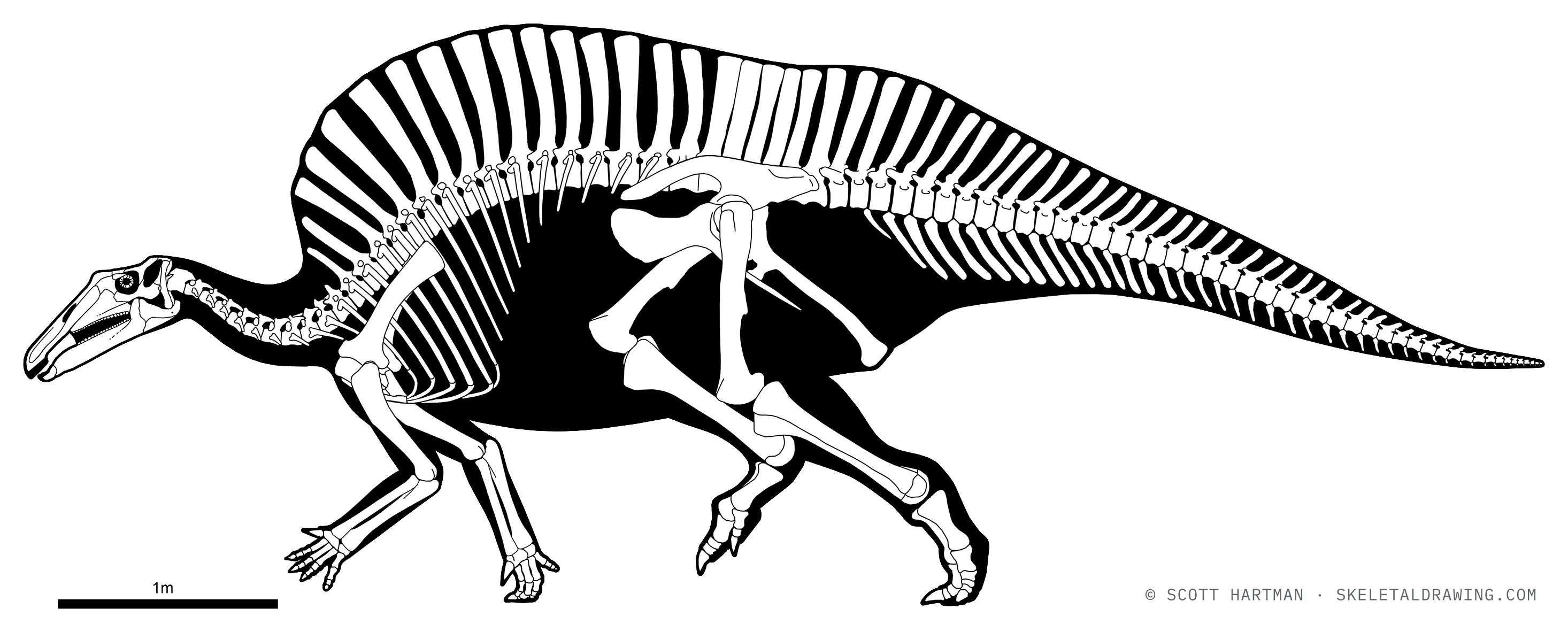 Ouranosaurus nigeriensis skeletal reconstruction, left lateral view, reconstructed length ~7.1 m.