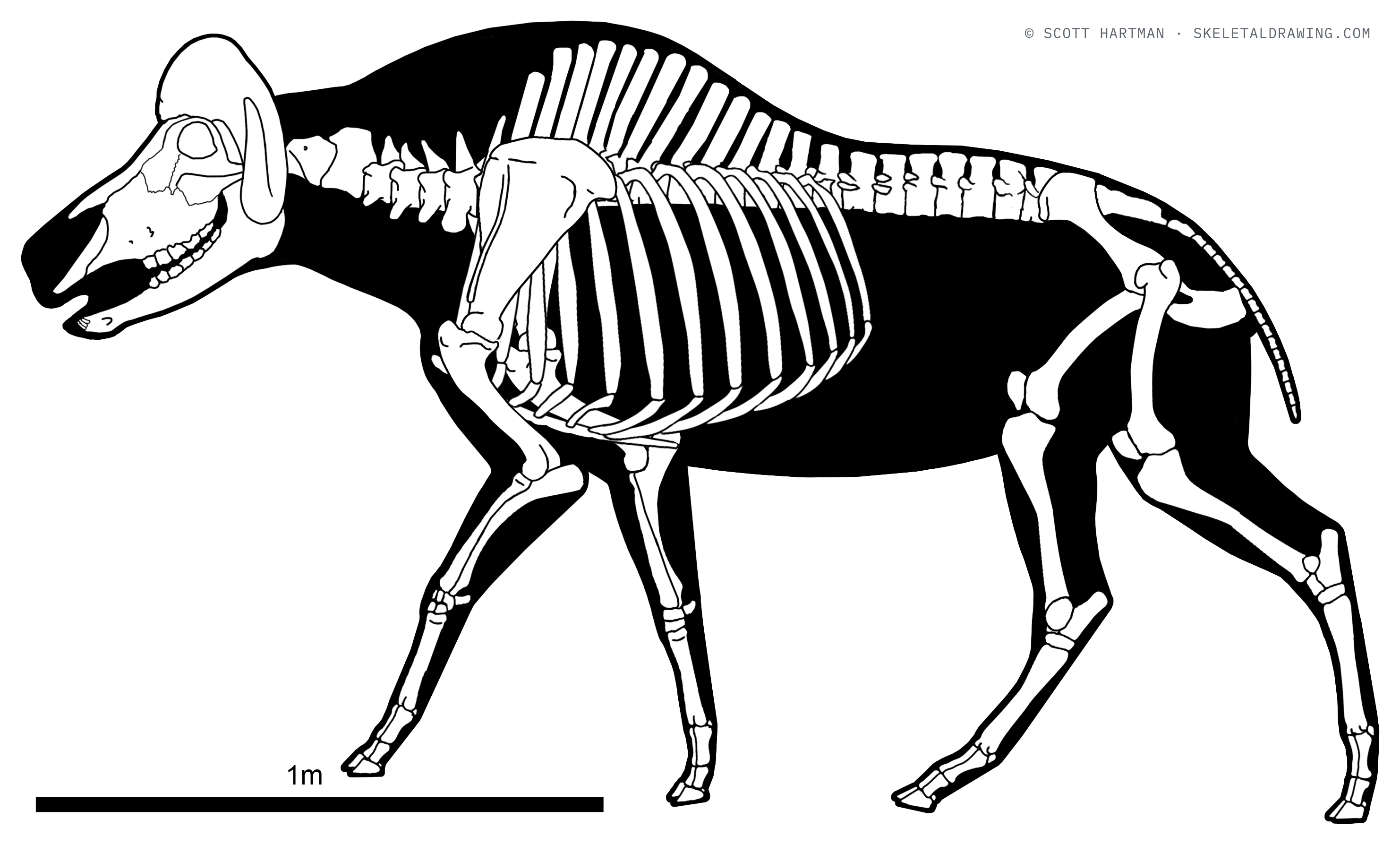 Ovibos moschatus skeletal reconstruction, left lateral view, length ~2.4 m.