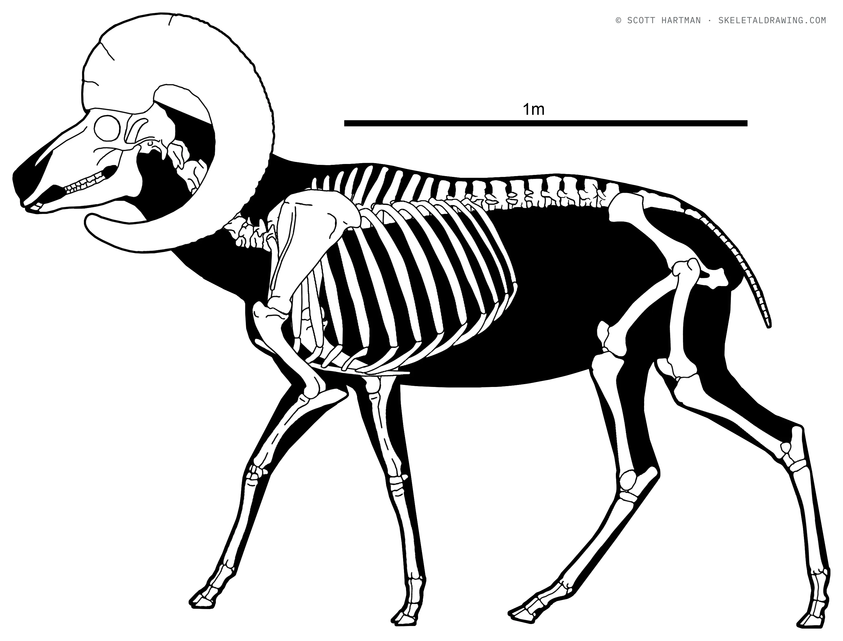 Ovis canadensis skeletal reconstruction, left lateral view, length ~1.7 m.