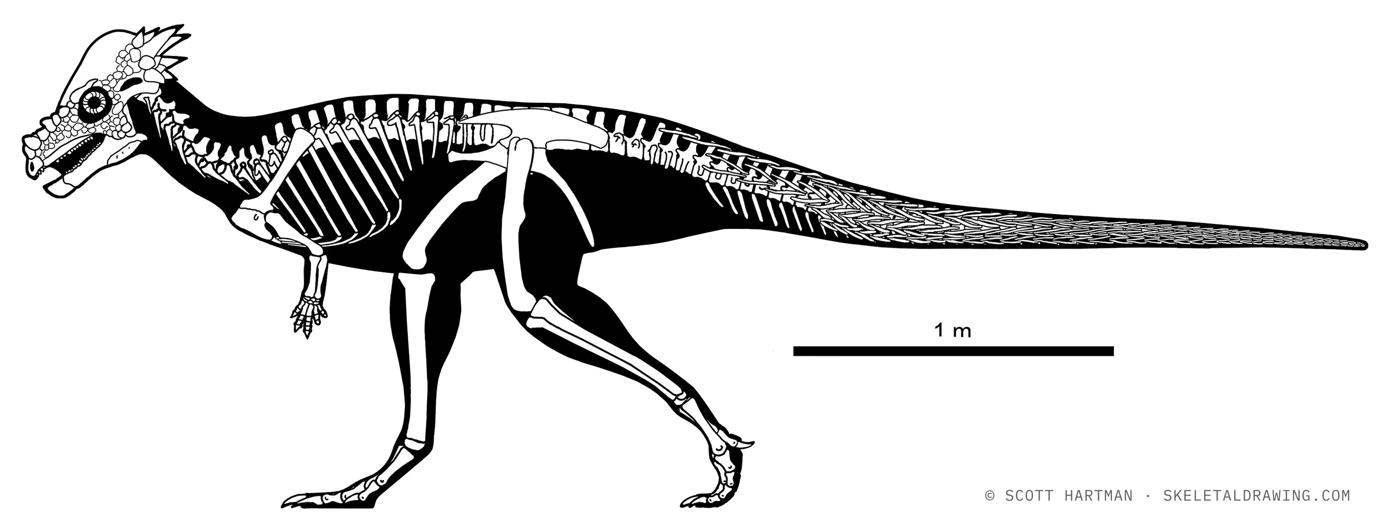 Pachycephalosaurus wyomingensis skeletal reconstruction, left lateral view, reconstructed length ~4.3 m.