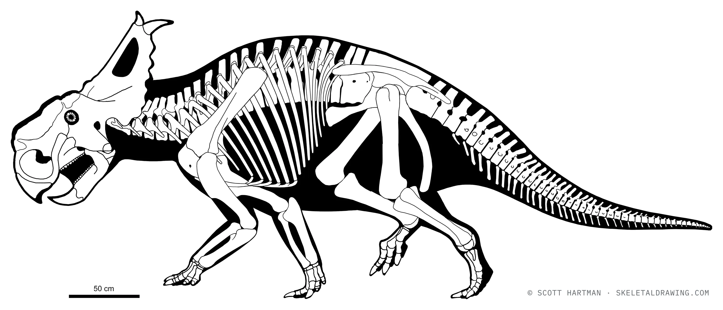 Pachyrhinosaurus perotorum skeletal reconstruction, left lateral view, reconstructed length ~5.2 m.