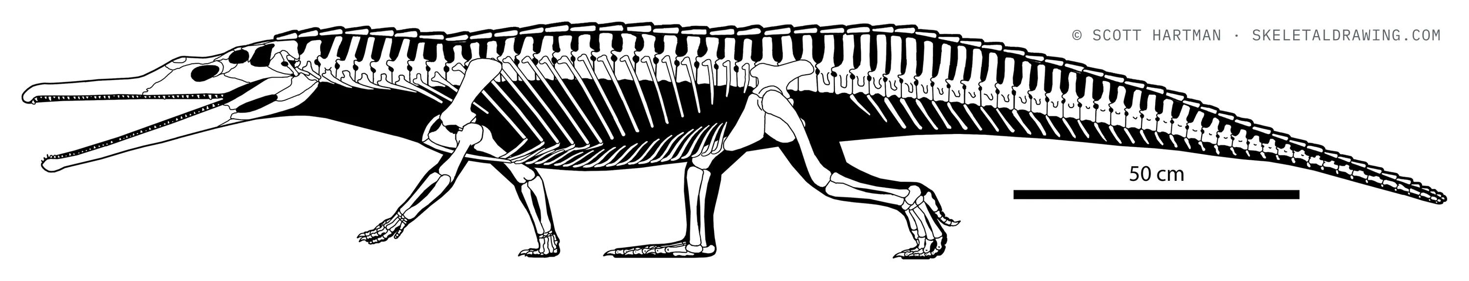 Paleorhinus bransoni skeletal reconstruction, left lateral view, length ~2.5 m.