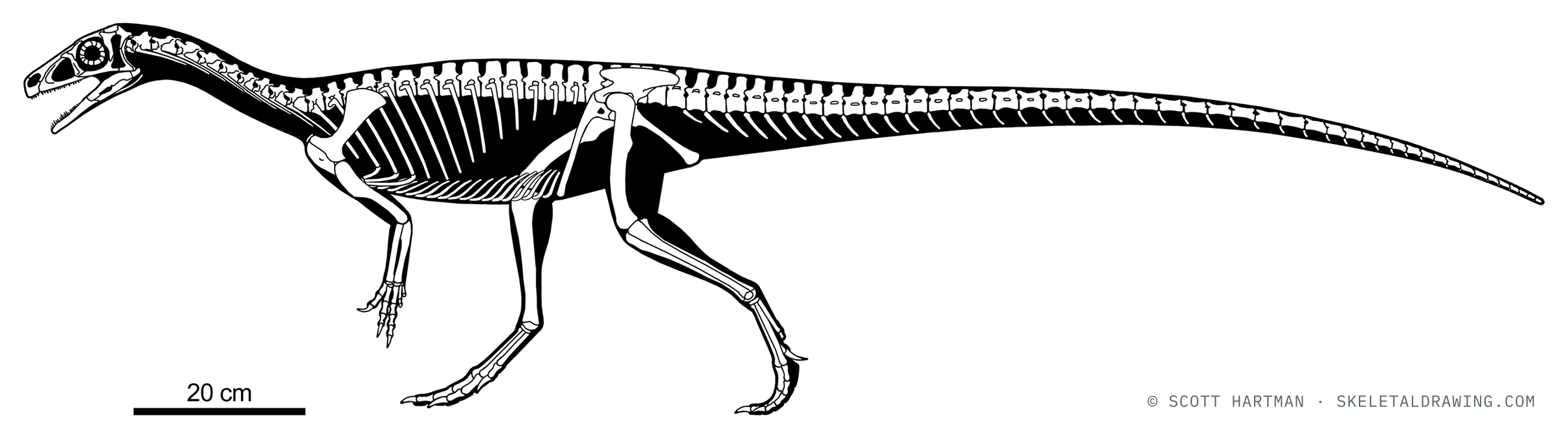 Panphagia protos skeletal reconstruction, left lateral view, specimen PVSJ 874, reconstructed length ~1 m.