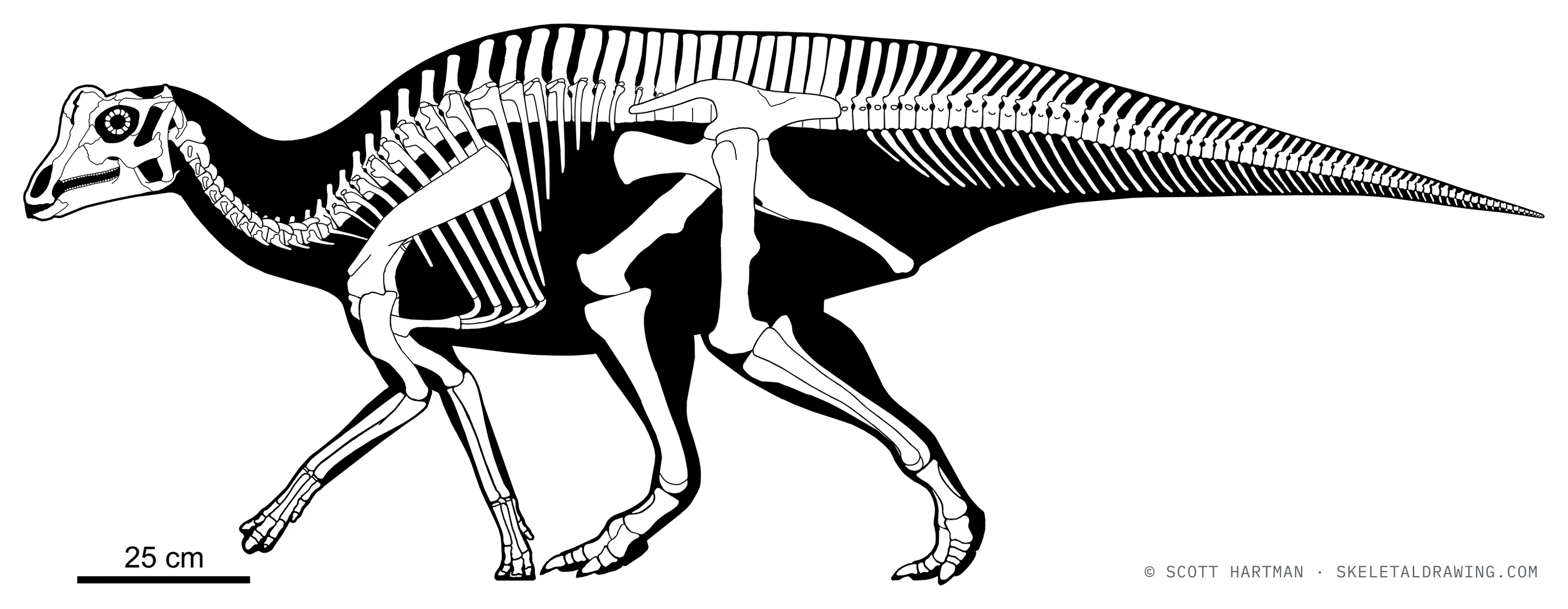 Parasaurolophus sp. skeletal reconstruction, left lateral view, reconstructed length ~2.2 m.