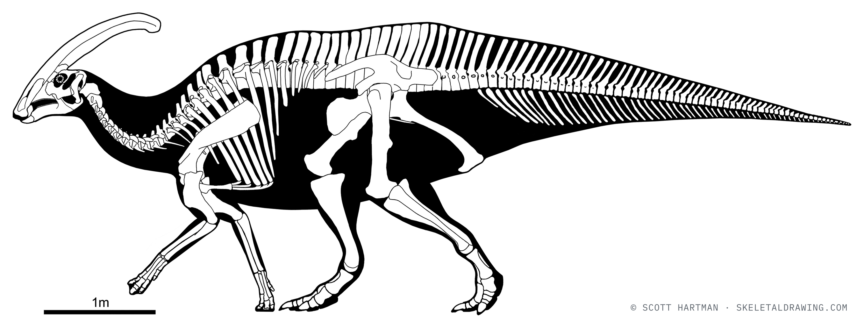 Parasaurolophus walkeri skeletal reconstruction, left lateral view, reconstructed length ~7.5 m.