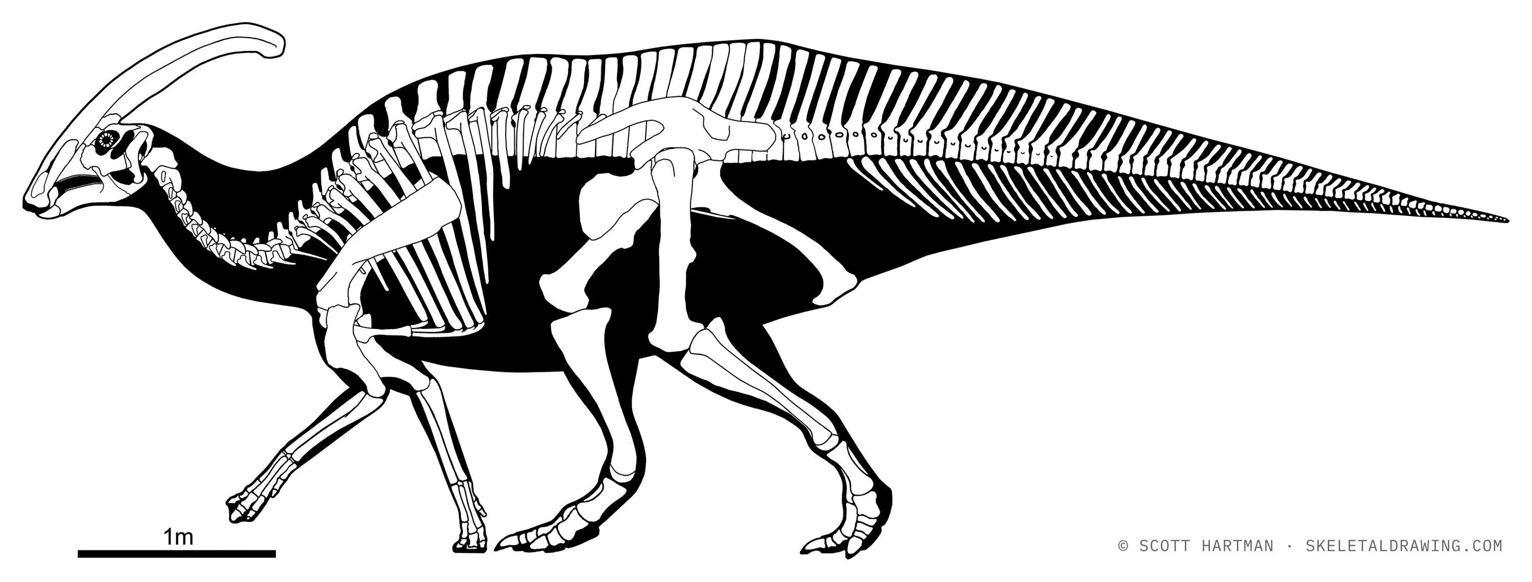Parasaurolophus walkeri skeletal reconstruction, left lateral view, reconstructed length ~7.5 m.