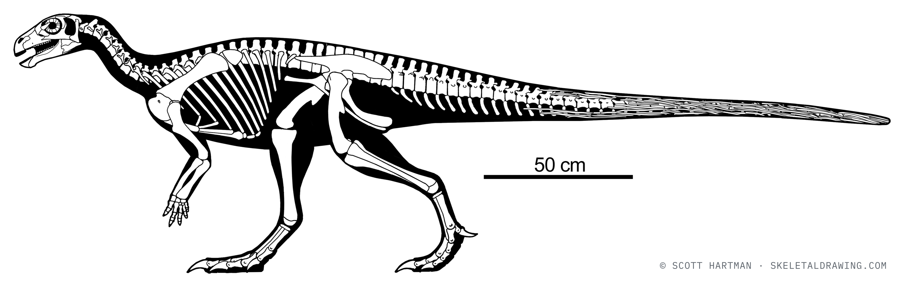 Parksosaurus warreni skeletal reconstruction, left lateral view, reconstructed length ~3 m.