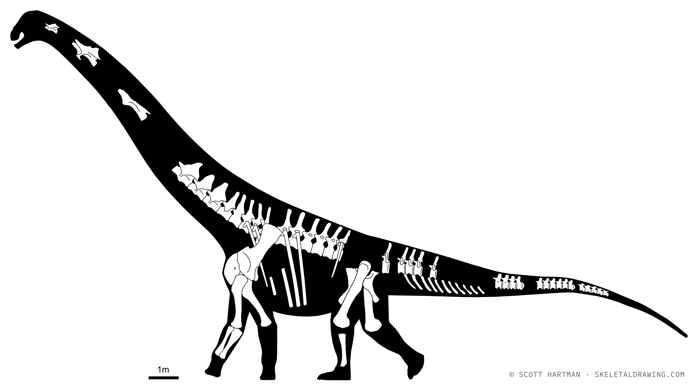 Known skeletal material of Patagotitan mayorum — elements preserved in the specimen drawn in white against a black body silhouette.
