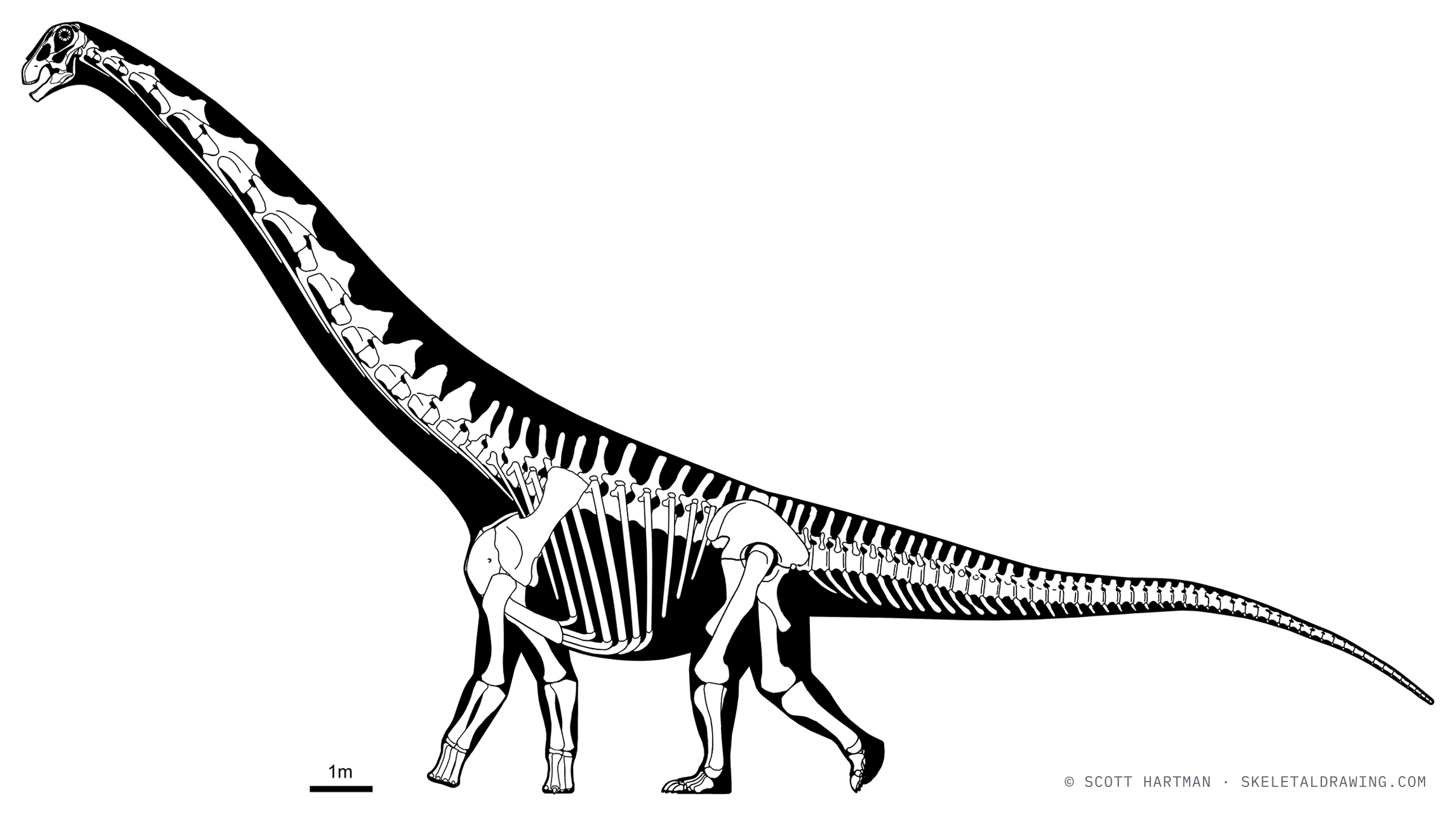 Patagotitan mayorum skeletal reconstruction, left lateral view, reconstructed length ~27 m.