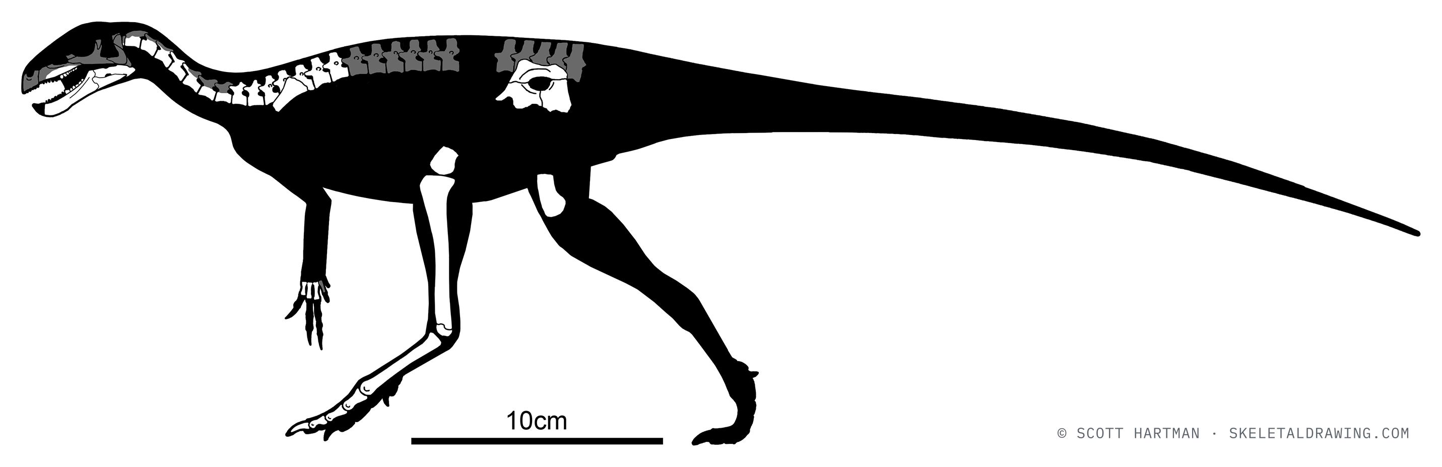 Pisanosaurus mertii — known skeletal material (PVL 2577), left lateral view; preserved elements in white against a black body silhouette.